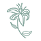 Green Lily