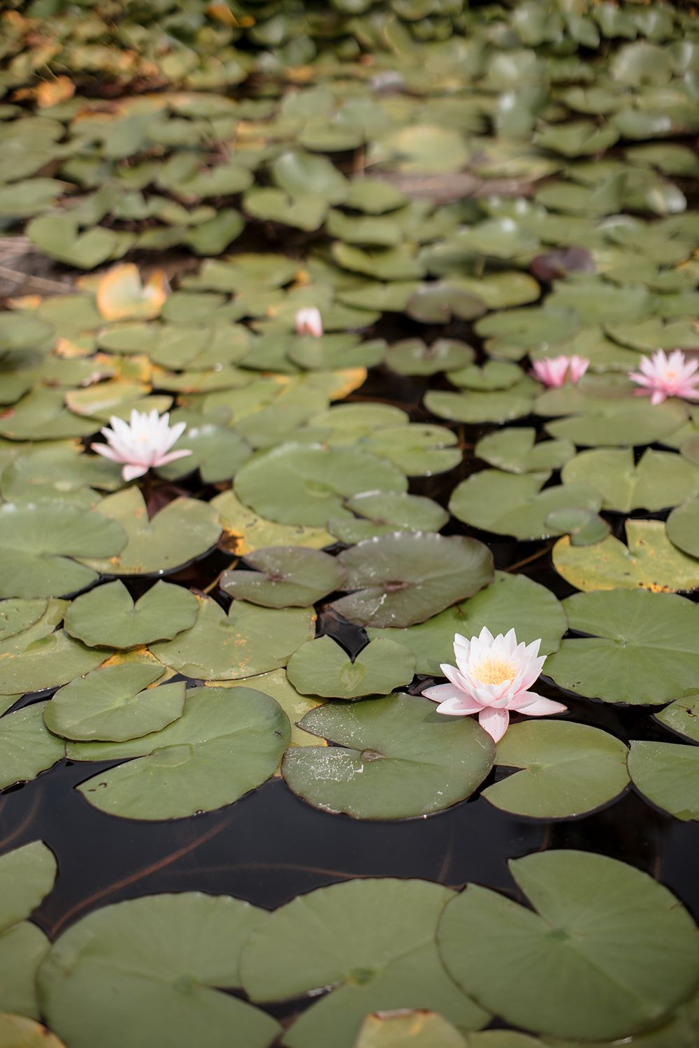 Villa-Grabau-wedding-in-tuscany-08a