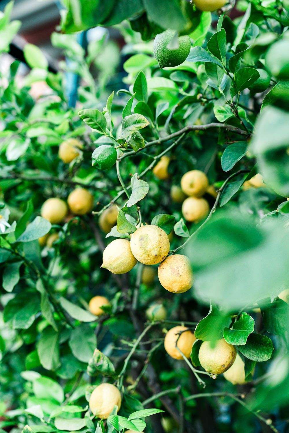 ravello-wedding-at-palazzo-avino-32
